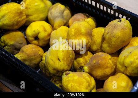 Coing jaune frais dans une boîte en plastique sur le marché. Fruits de vitamine organiques Banque D'Images