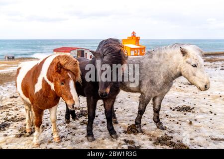 Trois chevaux islandais se tenant sur le sol couvert de neige sale. Un cheval est brun et blanc, l'autre noir, et le troisième est gris et blanc. Banque D'Images