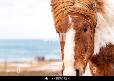 Gros plan d'un cheval marron et blanc regardant dans l'appareil photo. Le vent souffle à travers sa manne et la mer peut être vue en arrière-plan. Banque D'Images