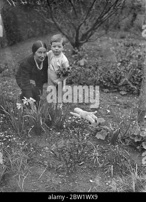 Fille de style australien friendée par la famille Winchester. Jesse Jean Mattin, la fille australienne restée loin sur le 'Château d'Athlone' et a été ramené en Angleterre par le 'Château de Carnarvon', a été fricté par M. et Mlle Griffith de Compton près de Winchester. Elle a été reconnue coupable à Winchester, mais elle a ensuite été libérée par le tribunal. Photos, Jesse Jean Mattin , jouant avec 'Scotty', M. Griffiths, fils de quatre ans, à Compton. 15 avril 1937 Banque D'Images