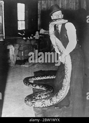 Emplois à la moustade chez huit hommes forts, nourrissant de force un python de 26 pieds 8 hommes forts ont été tenus de nourrir de force un python de 26 pieds lorsqu'il a été amené de ses quartiers d'hiver à Hamilton, en Ontario. Il ne peut pas manger pendant les trois mois précédents et son premier repas consistait en 20 livres de hamburger, deux douzaines d'acres, un quart de six citrate de magnosia, et un quart d'huile d'olive. 200 ans, serpent pèse 380 livres. Deux secondes. Photos, Owen Dauphinee, le gardien, fondra son python de 26 pieds avant de commencer le travail risqué de nourrir de force les Python. Banque D'Images