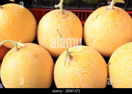 Melons de miel. Motif melon. Banque D'Images