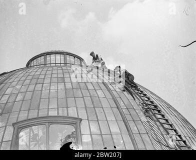 Un acre entier de verre est utilisé pour raglacer le Palm House, Kew Gardens avec du verre transparent au lieu de vert. Le Palm House, qui abrite des centaines de plantes tropicales délicates, a été construit en 1845 pour un coût de 33,000 £. 20 juillet 1937 Banque D'Images