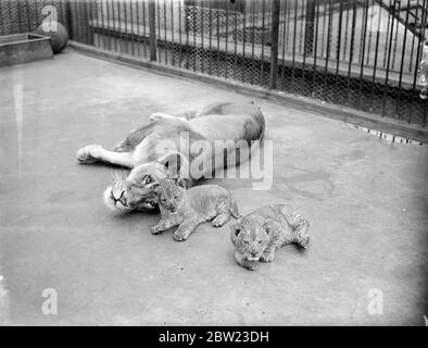 Max , tête reposant contre sa mère, Juno , somnolyly yeux frère climax . Se réveiller de leur sommeil du matin est presque un rituel au zoo de Londres pour les jumeaux de lion de huit semaines. 8 juillet 1937. Banque D'Images