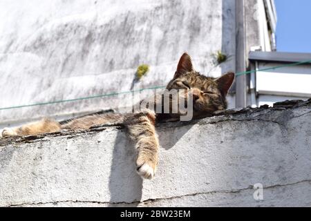 Le chat errant dort sur un mur en béton dans un jardin urbain abandonné, un jour agréable. Banque D'Images