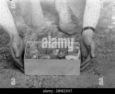 Une famille de bourgeons trouve des quartiers confortables dans une caisse d'œufs au zoo de Londres. 22 juillet 1937 Banque D'Images