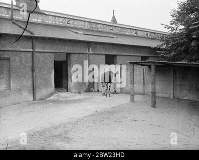 Le nouveau okapi du zoo de Londres, présenté par le roi , qui l'a reçu du roi Léopold des Belges, du Congo belge. Il est arrivé à sa nouvelle maison et a pris un repas copieux. 21 juillet 1937 Banque D'Images