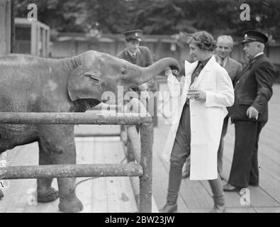 Baba le bébé éléphant, qui a seulement 18 mois , a refusé tous les efforts des gardiens du zoo de Londres pour le faire entrer dans le coin du PET ' s du sanatorium. Finalement, il a fallu les efforts de plusieurs gardiens pour réussir. Photos de spectacles ; Baba se faisant des amis avec les hôtesses du coin des animaux après sa lutte avec les gardiens. 21 juillet 1937 Banque D'Images