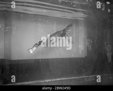 Un cerf noir, laissant derrière lui une piste de bulles, encadre son bec incurvé fort sur un poisson, pour lequel il plonge au zoo de Londres. 5 octobre 1938 Banque D'Images