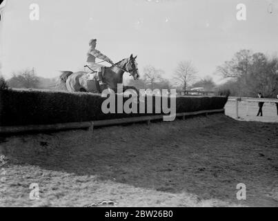 Le candidat Grand National court à Kempton. Gagne steeplechase. Airgead Sios, l'infanterie de Sir Francis Towle pour le Grand National le 25 mars, un roi George VI steeplechase monté par T M Neillat Kempton Park, près de Londres. 2 mars 1938 Banque D'Images