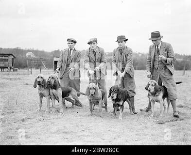 Chiens formés pour les fonctions de police dans les chenils du Berkshire. 30 chiens, dont certains mongoules, qui accompagneront éventuellement un policier londonien sur des rythmes isolés, sont formés dans le cadre d'une expérience de travail à domicile pour les fonctions de police à l'eau de lavage, près de Newbury, Berkshire. On apprend aux animaux à surveiller le cycle d'un policier pendant qu'il cherche une maison, à intercepter toute personne qui sort et même à chercher une maison pendant que l'officier est resté à l'extérieur. Des spectacles de photos, certains des policiers monent dans les chenils du Berkshire. À gauche de trois sang anglais pur et les deux autres, il y a une croix entre une loutre et le sang Banque D'Images