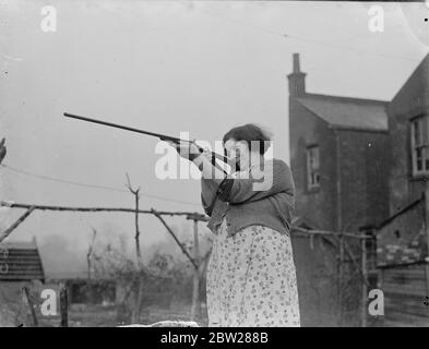 Mère de 13 enfants est crépitement!. Peut frapper Penny à 25 yards, les rats sont sa cible maintenant. Les hommes armés occidentaux de temps à autre avaient l'habitude de couper une encoche pour chaque homme tué, mais Mme Amy Elizabeth Wood de Rayleigh, Essex, mère de 13 enfants, coupe une encoche sur son stock de fusils pour chaque rat. Elle tire. Pour Mme Wood est l'un des tirs les plus experts dans tout l'Essex. Avant son mariage, il y a 27 ans, elle n'avait jamais manipulé un fusil, mais son mari, un sportif passionné, lui a vite appris à tirer. Après seulement quelques cours elle pourrait mettre une balle par un penny à 25 yards. Aux pousses de lapin locales, ce n'était pas uncommo Banque D'Images