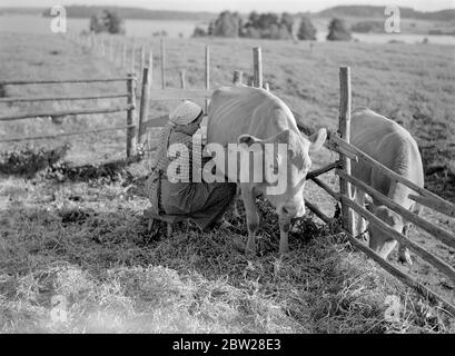 Agriculteurs Finlande - vie quotidienne finlandaise . Traite la main de la vache . Académie forestière de Korkeakoski 1939 à partir d'une série ces hommes ont construit la ligne Mannerheim - la zone finlandaise des fortifications frontières a été conçue et construite entièrement par le peuple finlandais. Les ingénieurs finlandais ont commencé à travailler sur la ligne en 1937, mais ce n'est qu'à l'été 1939 que le travail a été accéléré et achevé. Puis, conscients des dangers d'une frontière faible, les jeunes finlandais et les étudiants ont abandonné leurs vacances d'été afin de contribuer volontairement à la construction de pièges à chars et de fortifications. Banque D'Images