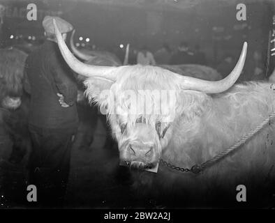 Kings Highland Steer remporte le premier prix au Smithfield show. Les bovins appartenant au roi sont bien représentés parmi les lauréats lors du cent 139e salon de Noël sur les matières grasses de Smithfield, le plus ancien spectacle de bétail au monde, qui a ouvert ses portes au Royal Agricultural Hall, Islington. Photos, le premier prix du roi Highland Steer 'Proisaig Bhan of Killean'. 6 décembre 1937 Banque D'Images