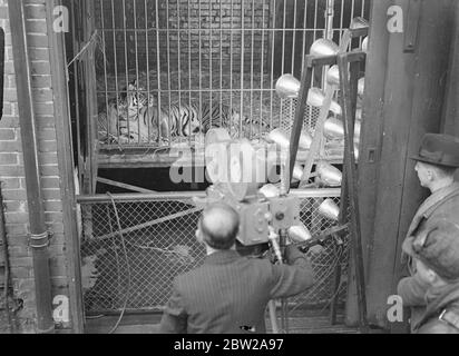 Neuf petits lion, léopard et tigre nés au zoo de Chessington. Croyait un record. Au cours des six dernières semaines, trois portées distinctes de petits lion, tigre et léopard forts et sains sont nées au zoo de Chessington, Surrey. La naissance des petits, deux léopards, trois tigres et quatre Lions, est censée établir un record pour un zoo britannique. Spectacles photo, tournage des petits tigres au zoo de Chessington. 25 novembre 1937 Banque D'Images