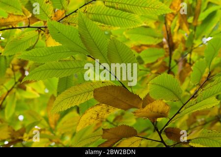 Feuilles d'arbre marron et vert de châtaigne (Castanea sativa) en automne. Banque D'Images