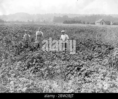 Parcours de golf Potato Crop Sandy Lodge. 10 juillet 1916 Banque D'Images