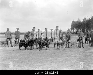 Dressage de chiens à l'école d'entraînement de chiens de guerre de Lyndhurst. 26 avril 1919 Banque D'Images