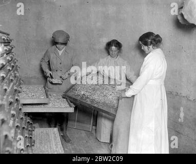 Vieux fours à houblon utilisés dans une nouvelle industrie villageoise dans le kent - UNE usine de séchage de légumes a été organisée par le ministère de l'alimentation, où les femmes sont enseignées à sécher toutes sortes de légumes en cas de cabotage au cours du printemps prochain. 2 février 1918 Banque D'Images