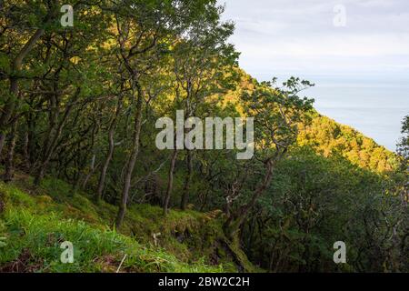 Chêne sessile surplombant le canal de Bristol à Yearnor Wood dans le parc national d'Exmoor près de Porlock, Somerset, Angleterre. Banque D'Images