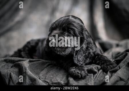 Le Cocker est un spaniel sur fond gris Banque D'Images