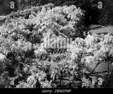 Old Wisteria, Eddlemann à Chislehurst, Kent. 1934 Banque D'Images