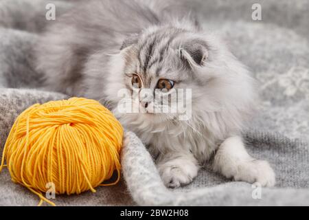 Chaton en forme de High Land ludique avec fil de balle jaune sur fond de couverture en laine, portrait d'animal de compagnie Banque D'Images