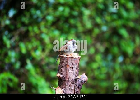 Un Bruant de maison perché sur un tronc d'arbre dans un jardin à l'arrière à Belfast est, Irlande du Nord. Banque D'Images