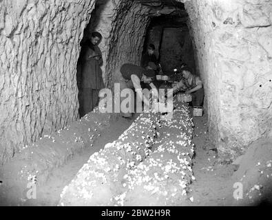 Champignons (Grottes de Chislehurst). 1934 Banque D'Images