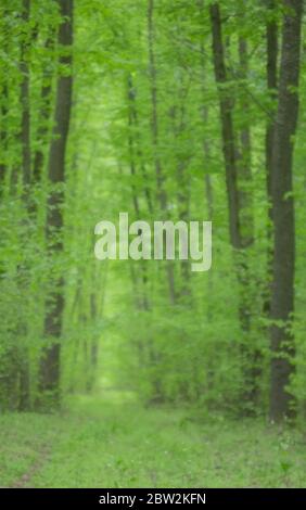 Arrière-plan de nature défoqué. Arrière-plan de forêt flou. Les arbres verts sont flous et ont un effet de flou. Verticale. Banque D'Images