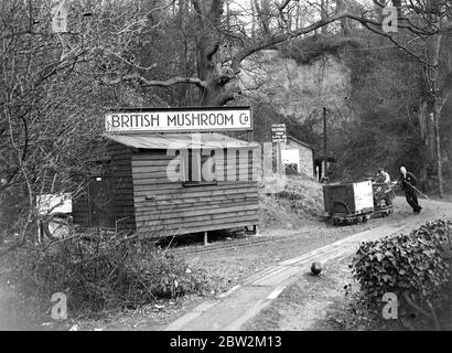 Grottes aux champignons à Chislehurst, Kent. 1934 Banque D'Images