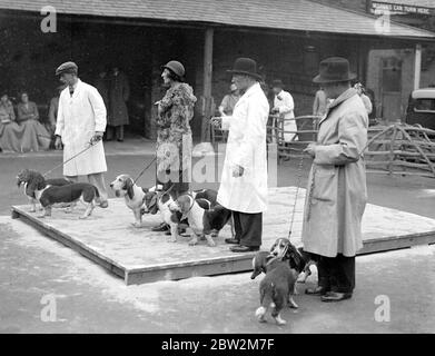 Spectacle de Basset Hounds au White Lion Hotel, Banbury. Il est en jeu avec le jugement en cours. 24 octobre 1934 Banque D'Images