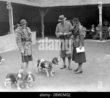 Spectacle de Basset Hounds au White Lion Hotel, Banbury. Il est en jeu avec le jugement en cours. 24 octobre 1934 Banque D'Images