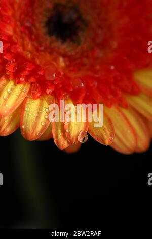 Photo macro de la fleur de gerbera orange avec des gouttes d'eau. Papier peint à fleurs. Gros plan Banque D'Images
