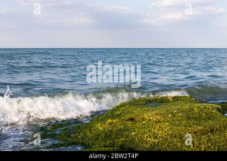 Grand brise-lames naturel recouvert d'algues. Avec ciel bleu et vagues sur fond. Banque D'Images