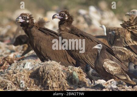 Vulture de Cineregypus (Aegypius monachus) Rajasthan, Inde Banque D'Images