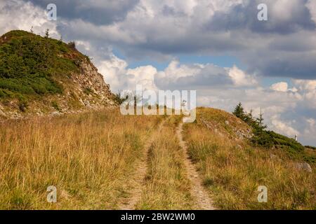 Randonneur avec sac à dos en montée. Randonnée dans les montagnes Carpathian. Randonneur allant jusqu'au sommet de la montagne sur un sentier très raide. Concept de style de vie actif le Banque D'Images