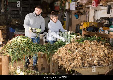 Couple agricole engagé dans la préparation des oignons verts fraîchement cueillis à la vente, éplucher et trier les légumes biologiques Banque D'Images