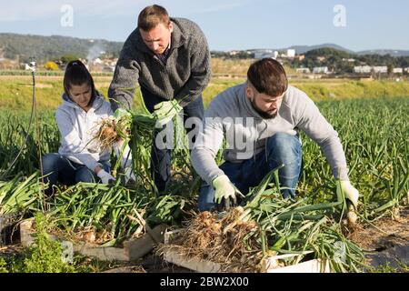 Une équipe amicale de travailleurs qui s'occupent de la récolte d'oignons verts dans un petit champ agricole Banque D'Images