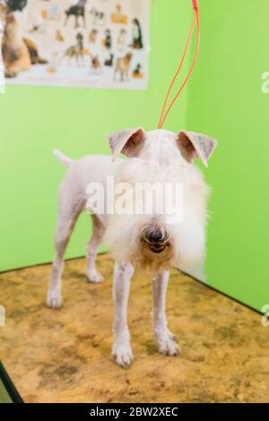 Le fox terrier de se couper les cheveux à la tondeuse. Isolé sur fond vert. Banque D'Images