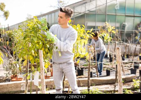 Jeune amateur de jardin est la culture de plantes en pot en serre chaude Banque D'Images