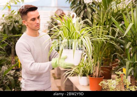 Jeune homme s'est engagé dans la culture de plantes de maison en serre vérifiant le chlorophytum comosum variégé dans le pot suspendu Banque D'Images