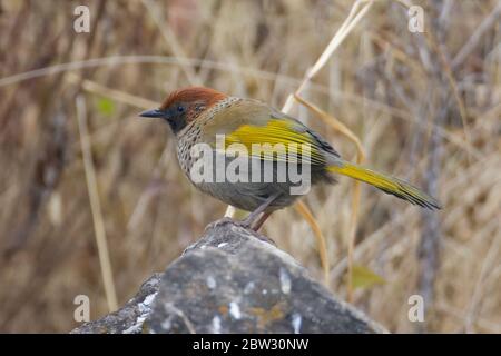 Le Trochalopteron erythrocephalum (Trochalopteron erythrocephalum) à Uttarakhand, Inde Banque D'Images