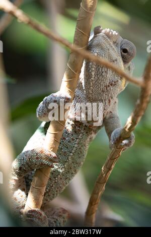 Hambourg, Allemagne. 29 mai 2020. Un caméléon est assis sur une branche de son terrarium dans l'aquarium tropical du zoo Hagenbeck. Les visiteurs peuvent à nouveau admirer les crocodiles, les serpents, les poissons et autres animaux dans l'aquarium tropical du zoo à partir du 3 juin. La maison a été fermée à la mi-mars à la suite de la pandémie de Corona et elle rouvre maintenant sous certaines conditions. Des modifications ont été apportées à l'acheminement et des mesures ont été prises pour se conformer aux règles de distance et d'hygiène. Credit: Christian Charisius/dpa/Alay Live News Banque D'Images