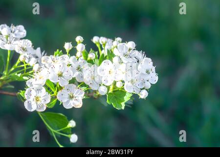 Branche de fleurs blanches sur Crataegus monogyna en fleurs. Fleur d'un arbre à fleurs sur fond vert Banque D'Images