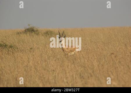 Chinkara (Gazella bennettii) à Kutch, Gujarat, Inde Banque D'Images