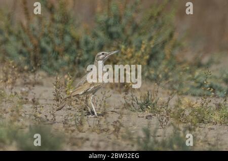 Grand Hoopoe-Lark (Alaemon alaudipes) à Little rann de kutch, Gujarat, Inde Banque D'Images