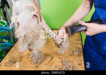 Fox Terrier se coupe les cheveux à la tondeuse. Tonte des pattes avec une tondeuse. Banque D'Images