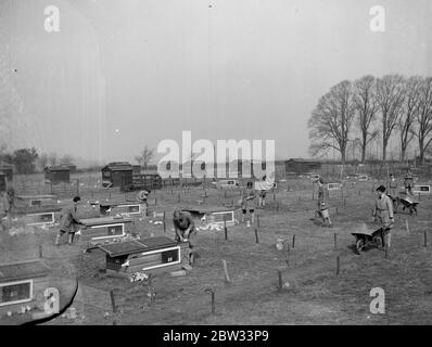 Ferme de volaille de Sisenvenes . ( Mme H Bell ) . 1932 Banque D'Images