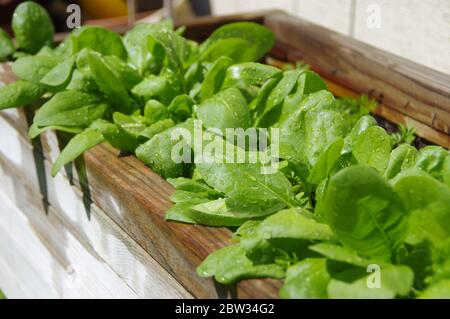 Gouttes d'eau sur les feuilles d'épinards verts. Culture biologique et écologique des plantes dans le jardin de la maison. Jardinage de printemps. Banque D'Images